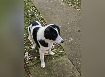 White - fröhlicher Mix sucht sein Zuhause