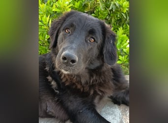 Maddy - black and beautiful