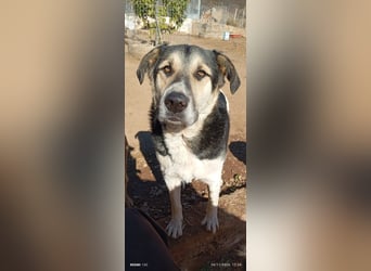 Sami - ein wunderbar liebevoller Hund sucht eine Familie