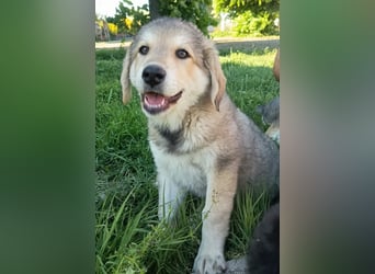 Fröhliche Knutschkugel Molly
