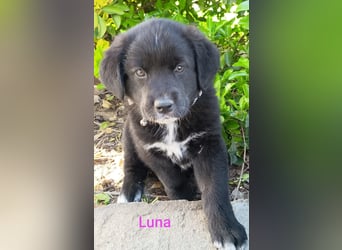 Black Luna - bezaubernder Mix sucht liebevolles Zuhause