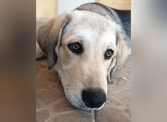 Fröhliche Knutschkugel Molly
