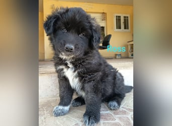 Ross - Rund und gemütlich sucht seine Familie