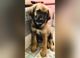 George der gechillte Mischlingsjunge