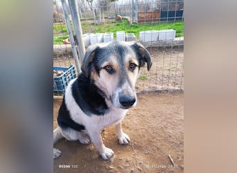 Sami - ein wunderbar liebevoller Hund sucht eine Familie