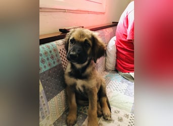 George der gechillte Mischlingsjunge