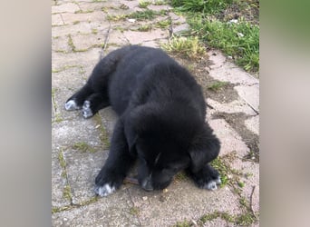 Pfiffikus Joey sucht seine Familie