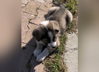 Jason - griechischer Mix sucht liebevolles Zuhause