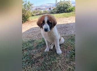 Souveräner Leonidas sucht sein Zuhause
