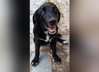 Black Luna - bezaubernder Mix sucht liebevolles Zuhause