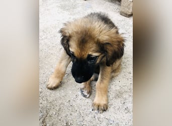 George der gechillte Mischlingsjunge