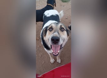 Sami - ein wunderbar liebevoller Hund sucht eine Familie