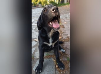 Black Luna - bezaubernder Mix sucht liebevolles Zuhause