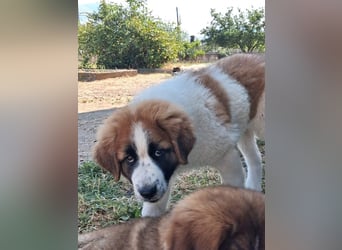 Souveräner Leonidas sucht sein Zuhause