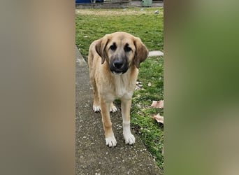 Hübsche Mischlingshündin Brownie