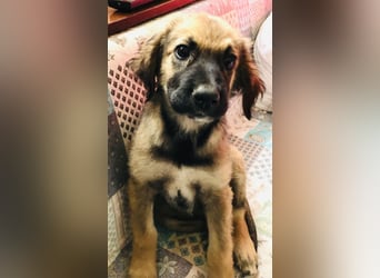 George der gechillte Mischlingsjunge