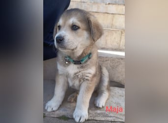 Volle Lebensfreude auf 4 Pfoten - Maya