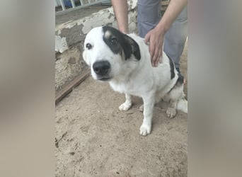 Menschenbezogene Voula sucht ihre Familie