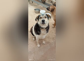 Sami - ein wunderbar liebevoller Hund sucht eine Familie