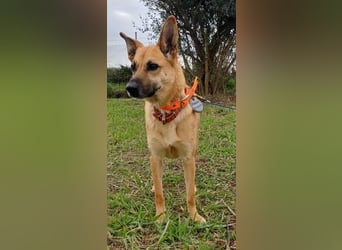 Wanda - wartet auf ihre zweite Chance