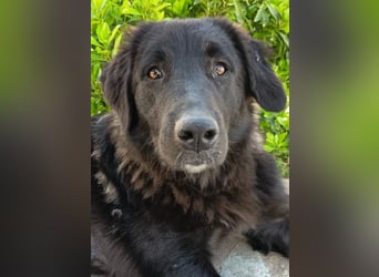 Maddy - black and beautiful