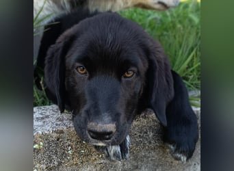 Black Luna - bezaubernder Mix sucht liebevolles Zuhause