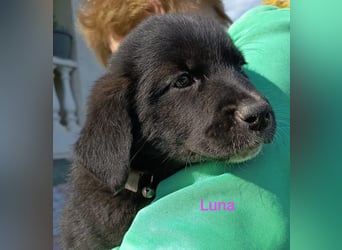Black Luna - bezaubernder Mix sucht liebevolles Zuhause
