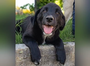 Black Luna - bezaubernder Mix sucht liebevolles Zuhause
