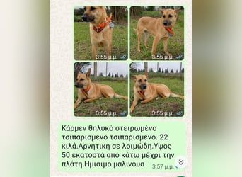 Wanda - wartet auf ihre zweite Chance