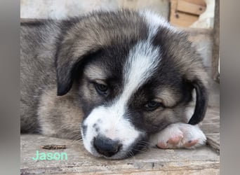 Jason - griechischer Mix sucht liebevolles Zuhause