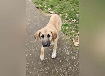 Hübsche Mischlingshündin Brownie