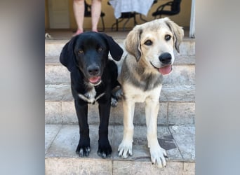 Black Luna - bezaubernder Mix sucht liebevolles Zuhause