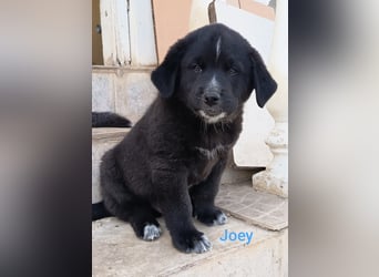 Pfiffikus Joey sucht seine Familie