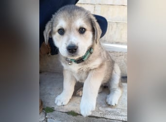 Volle Lebensfreude auf 4 Pfoten - Maya