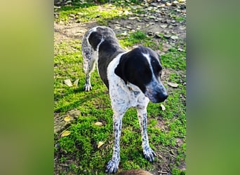 Zarte Pointermix Hündin Aira hofft auf ein Weihnachtswunder