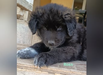 Ross - Rund und gemütlich sucht seine Familie