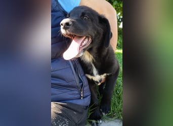 Black Luna - bezaubernder Mix sucht liebevolles Zuhause