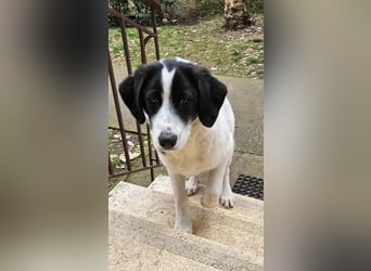 White - fröhlicher Mix sucht sein Zuhause