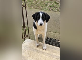 White - fröhlicher Mix sucht sein Zuhause