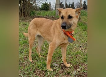 Wanda - wartet auf ihre zweite Chance