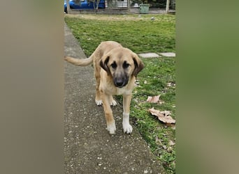 Hübsche Mischlingshündin Brownie