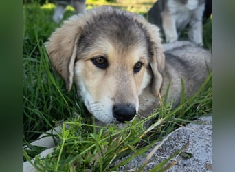 Fröhliche Knutschkugel Molly