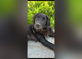 Maddy - black and beautiful