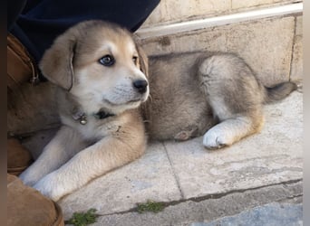 Volle Lebensfreude auf 4 Pfoten - Maya