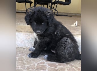 Ross - Rund und gemütlich sucht seine Familie