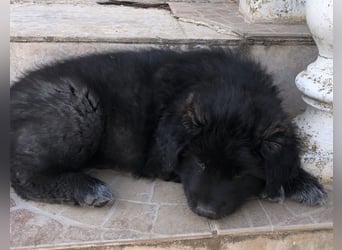 Ross - Rund und gemütlich sucht seine Familie