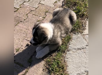 Jason - griechischer Mix sucht liebevolles Zuhause