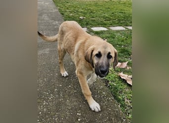 Hübsche Mischlingshündin Brownie