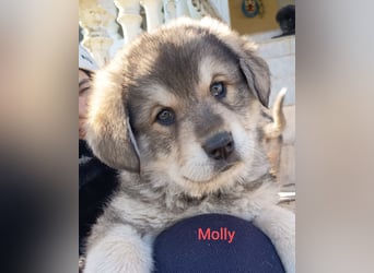 Fröhliche Knutschkugel Molly