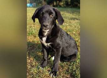Black Luna - bezaubernder Mix sucht liebevolles Zuhause
